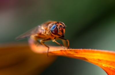 brown and black bee on yellow flower